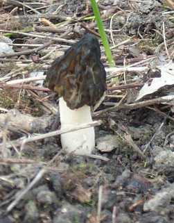 Morille conique ou Morchella conica ou Morchella elata var. conica
